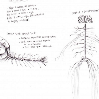 Hand-drawn anatomical sketch of the human nervous system, including the brain, spinal cord, and branching nerves extending through the body; handwritten notes label key features and describe the central and peripheral nervous systems.