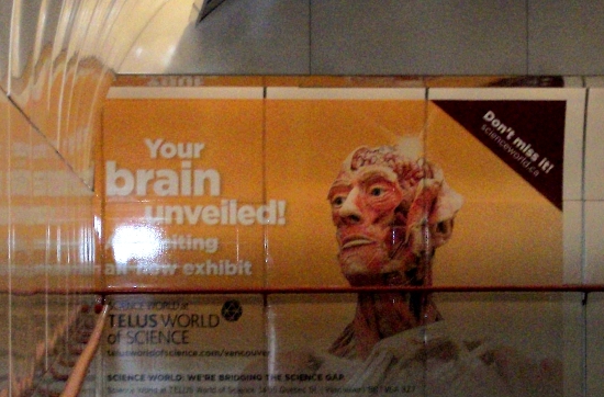 Large orange advertisement for the Body Worlds exhibit in a transit station, featuring a plastinated human head with exposed muscles and brain structures, alongside text reading “Your brain unveiled!” and promotional details for the exhibit.