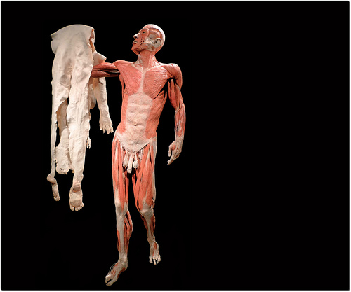 Plastinated human figure displayed against a black background, with muscles exposed and the full layer of skin removed and draped over one arm, highlighting the contrast between internal anatomy and the outer surface of the body.