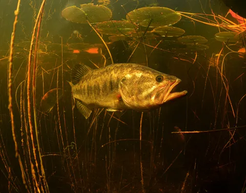 A largemouth bass swims underwater in a murky pond.