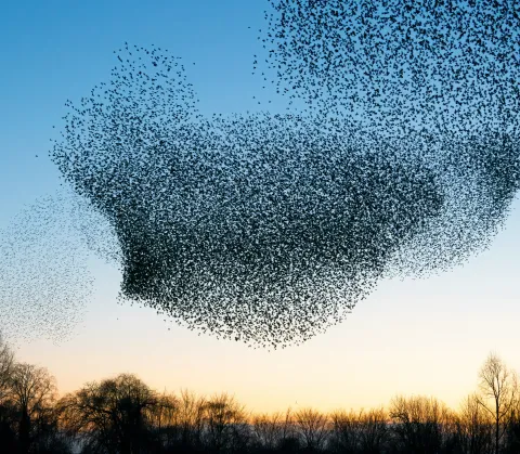 A massive murmuration of starlings forming a sweeping, cloud-like shape in a blue-to-gold twilight sky above a silhouetted tree line.