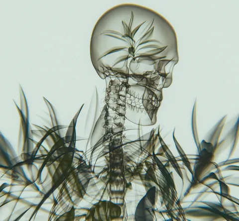 An X-ray-style rendering of a human skull and upper spine, overlaid with translucent tropical leaf forms, against a pale background.