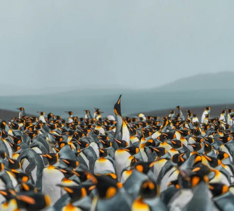 A vast colony of king penguins densely packed together, with one penguin stretching its neck upward above the crowd, against a misty mountainous backdrop.