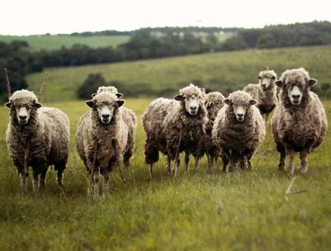 a flock of sheep stare back at the camera