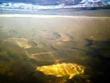 A fish shines in gold under the water illuminated by the sun.