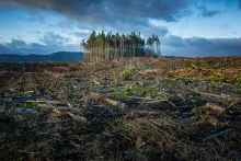 A clear-cut landscape strewn with branches and debris, with a small stand of remaining tall trees on the horizon under a dramatic cloudy sky.