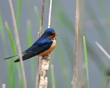 A barn swallow with deep blue upperparts, rusty throat, and buff underside perched on a dried reed stalk among green marsh grasses.