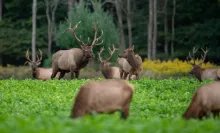 A herd of elk roam in a lush green field