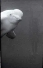 Black-and-white image of beluga whale peeking from edge against dark, minimal background.