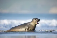 A seal lying on the beach with its mouth open, waves in the background.