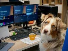 A dog sits at a computer station looking at the camera in front of 3 monitors