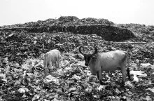 Black-and-white photograph of two cattle standing amid a vast landfill, with towering mounds of refuse behind them.