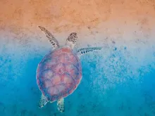 Illustration of a turtle on a beach